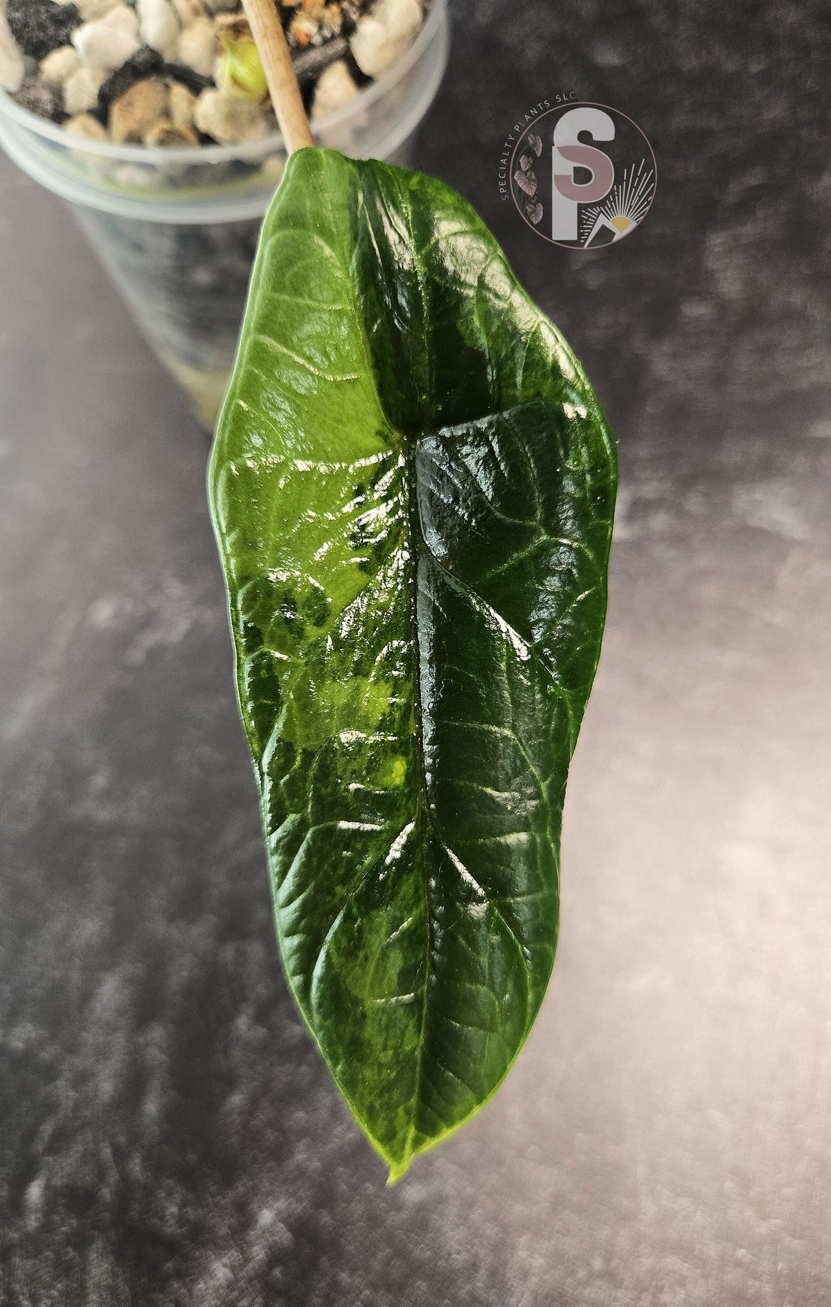 Alocasia scalprum aurea - 0849