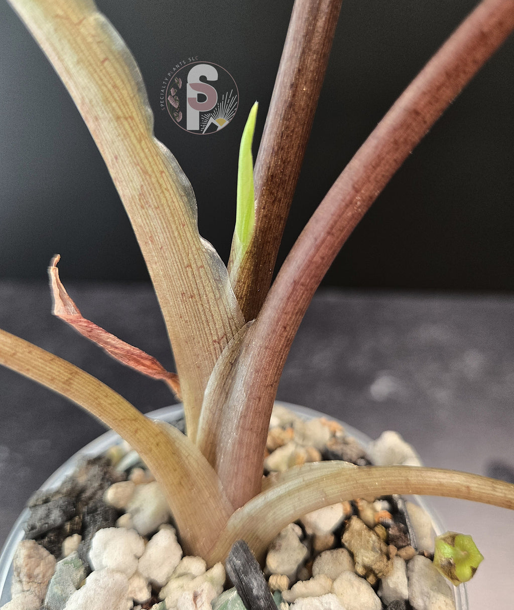 Alocasia scalprum aurea - 0849