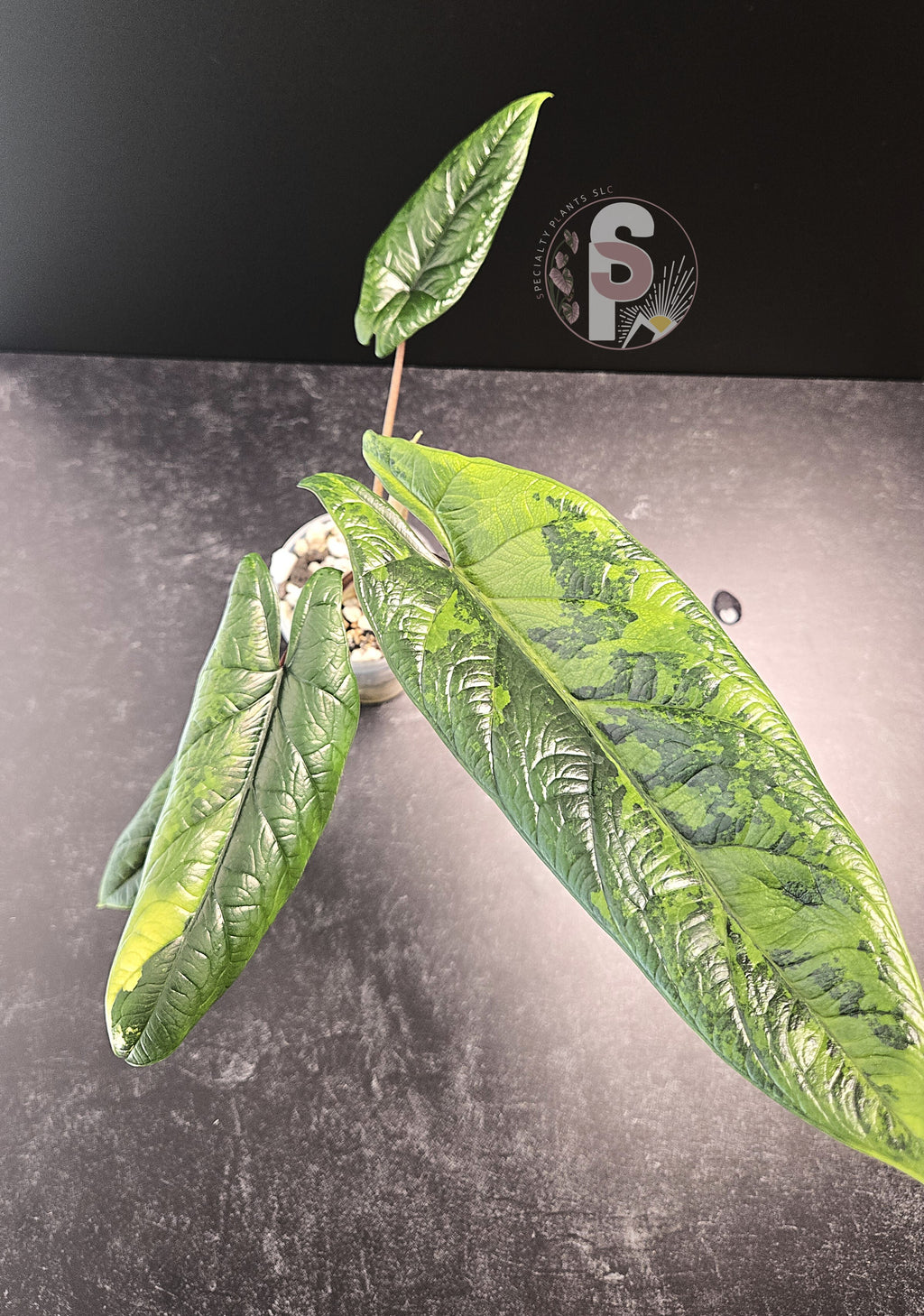 Alocasia scalprum aurea - 0849
