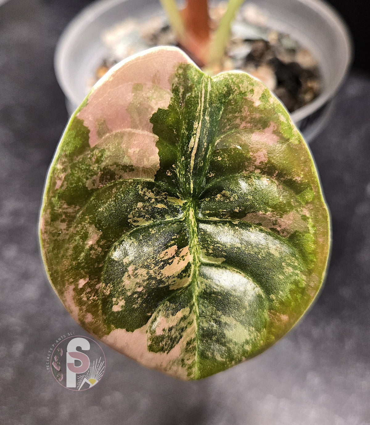 Alocasia cuprea latte - 0856