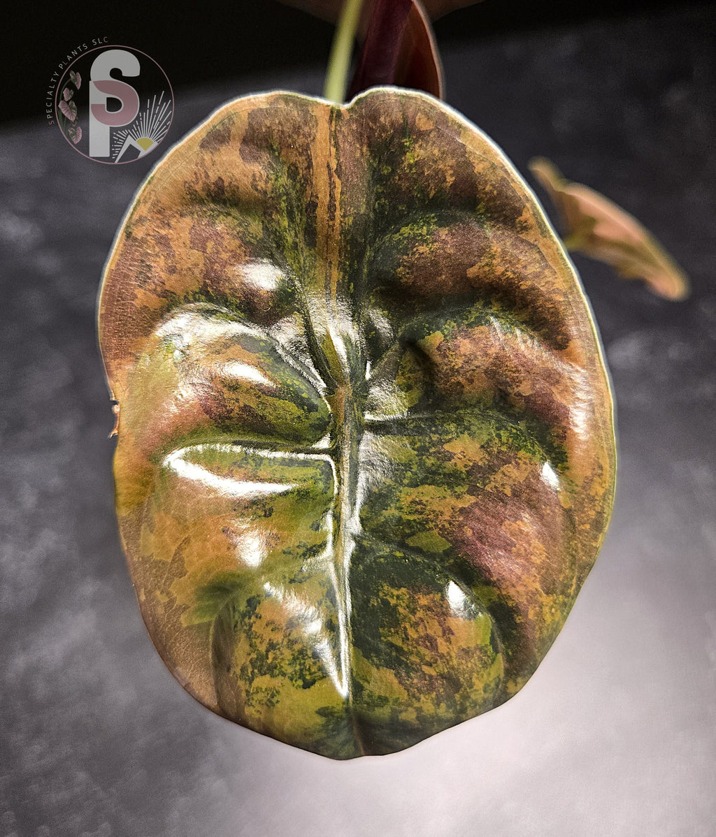 Alocasia cuprea latte - 0856