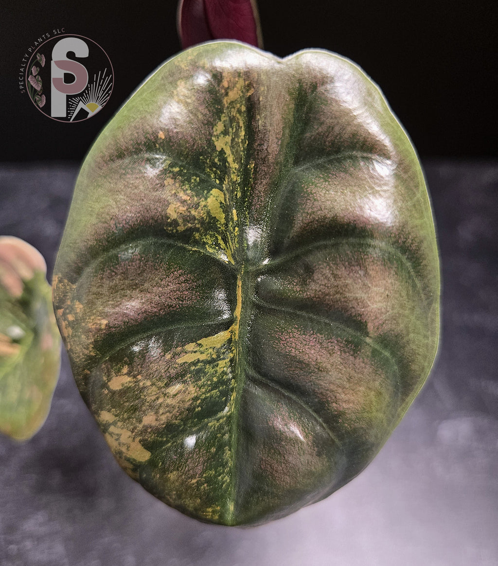 Alocasia cuprea latte - 0856