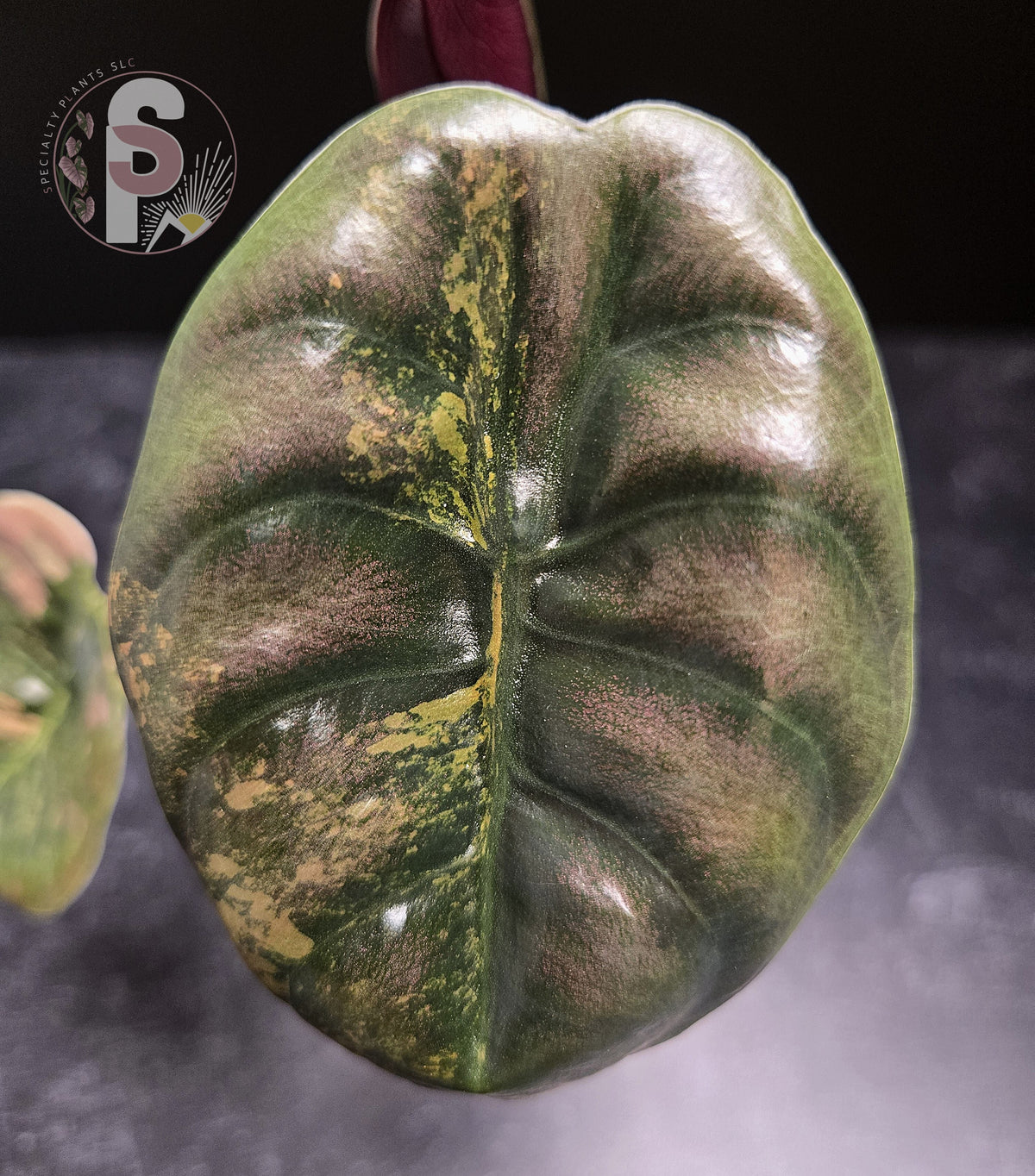 Alocasia cuprea latte - 0856