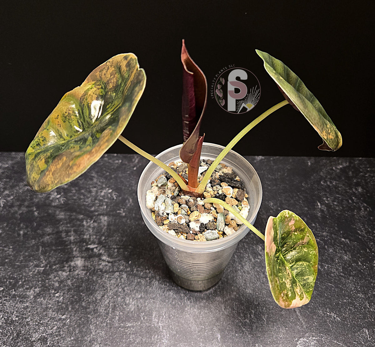 Alocasia cuprea latte - 0856