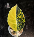 Alocasia black velvet gold - 0899