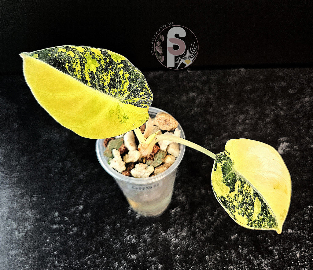 Alocasia black velvet gold - 0899