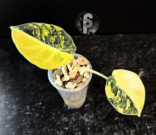 Alocasia black velvet gold - 0899