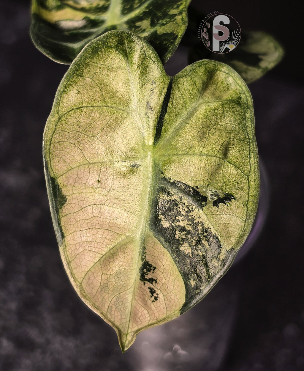 Alocasia balloon heart pink - 0901
