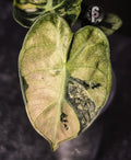 Alocasia balloon heart pink - 0901