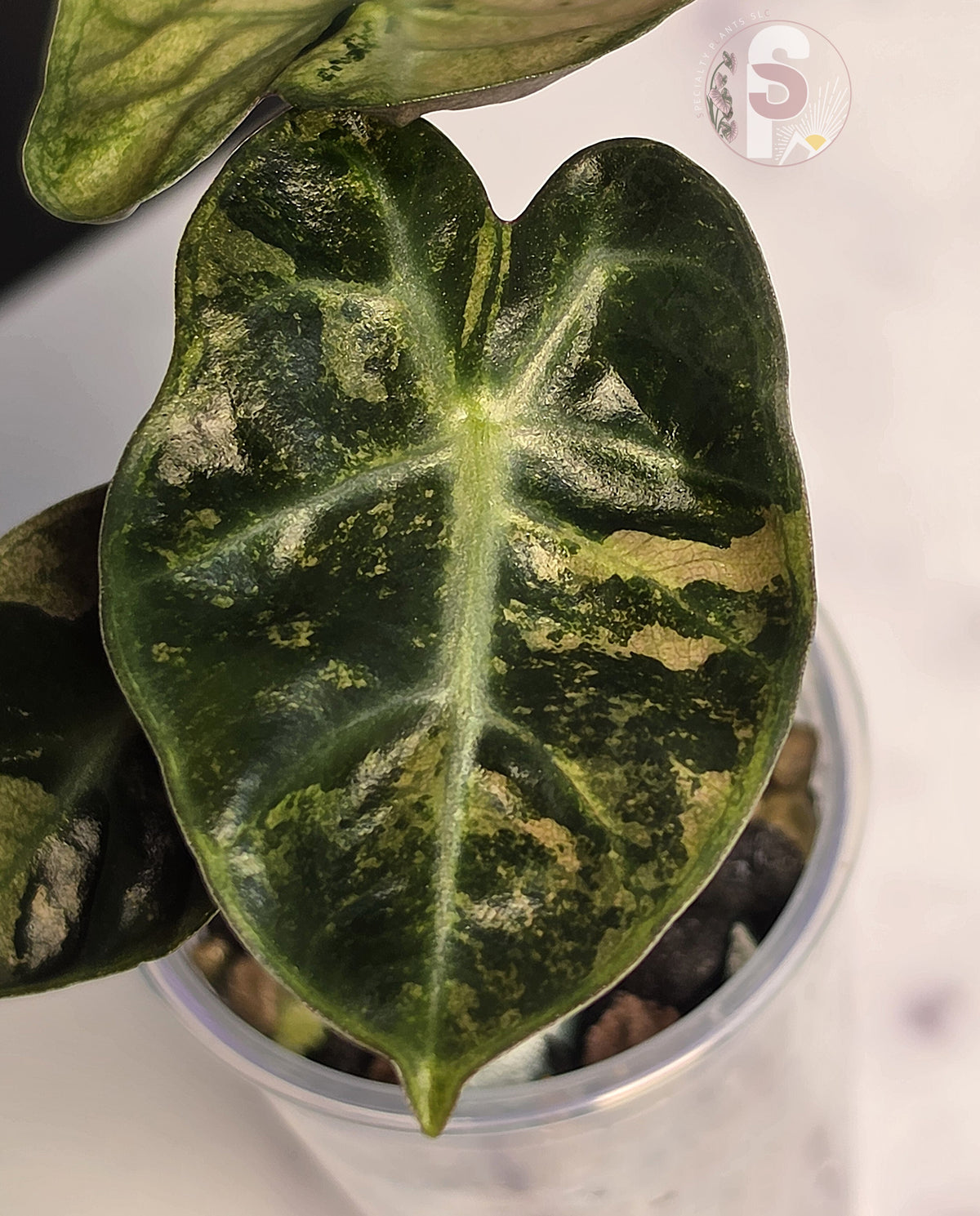 Alocasia balloon heart pink - 0901