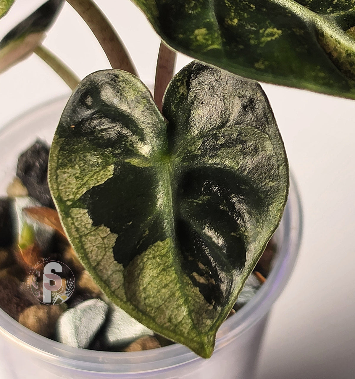 Alocasia balloon heart pink - 0901