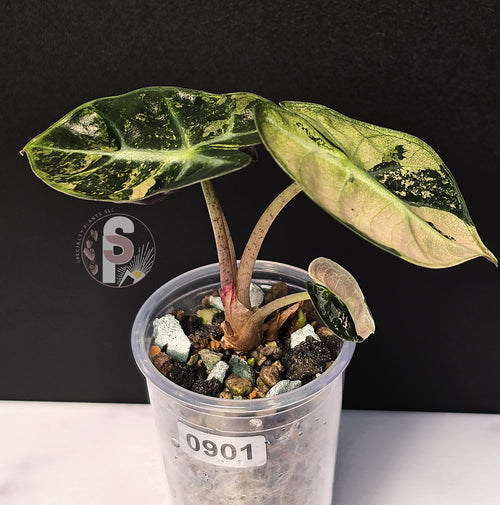 Alocasia balloon heart pink - 0901