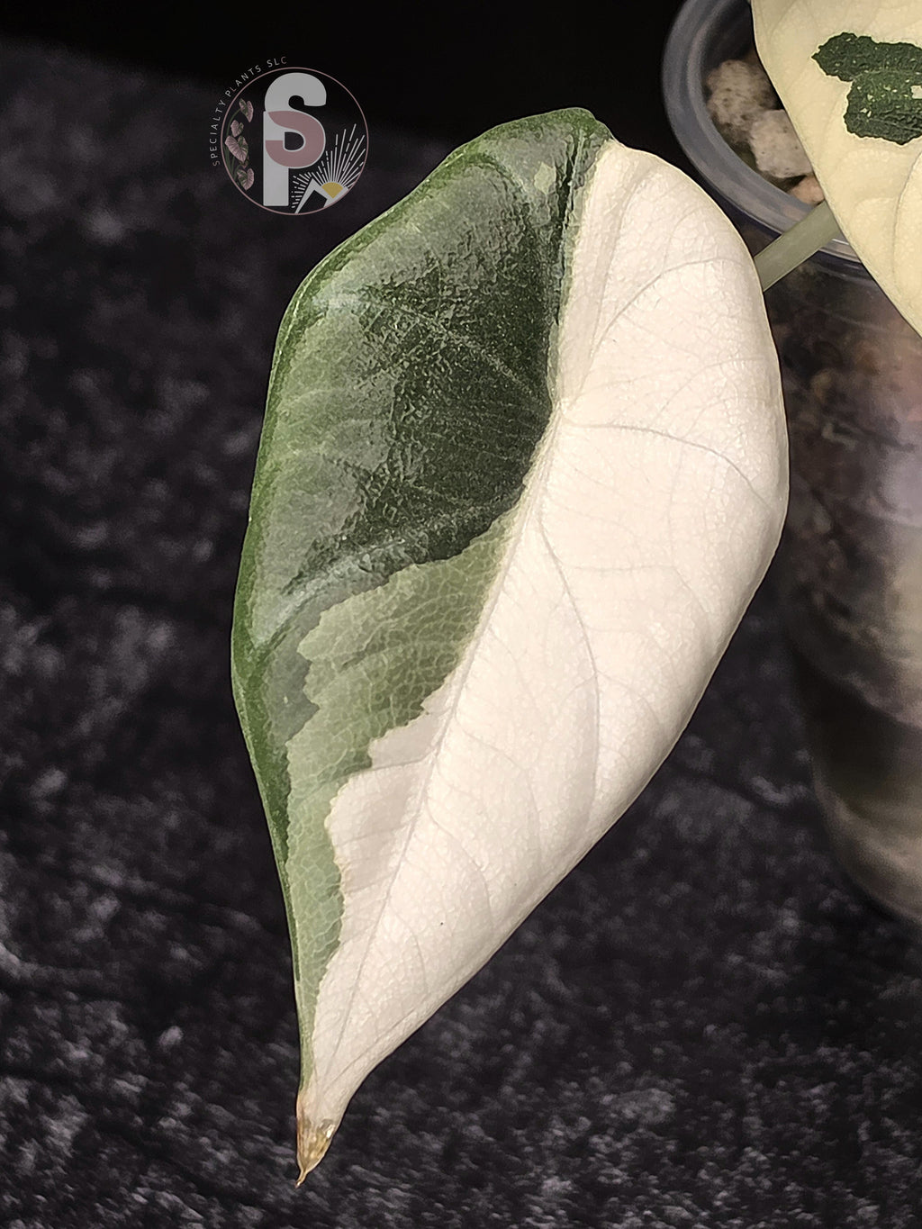 Alocasia maharani albo - 0906