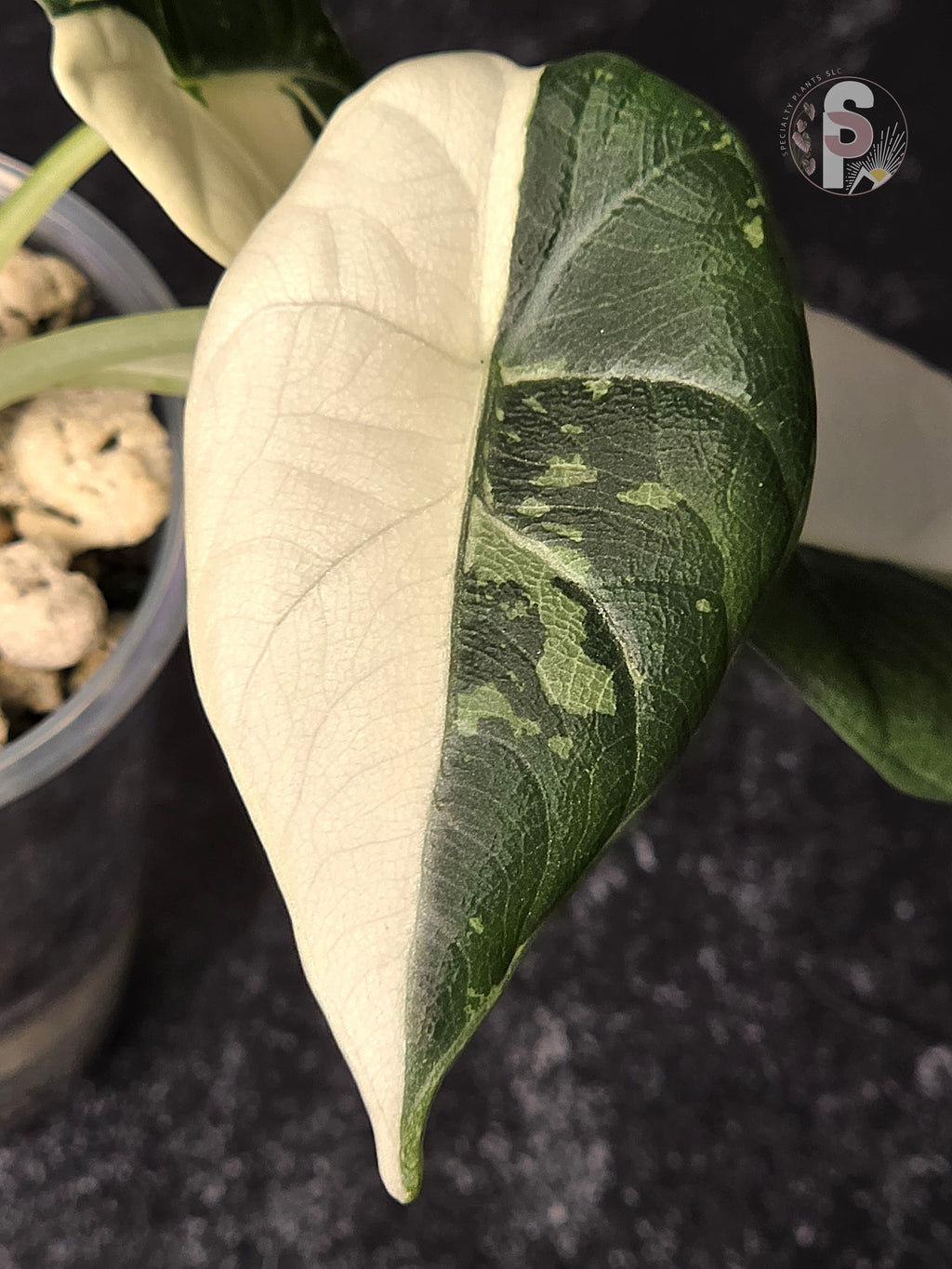 Alocasia maharani albo - 0906