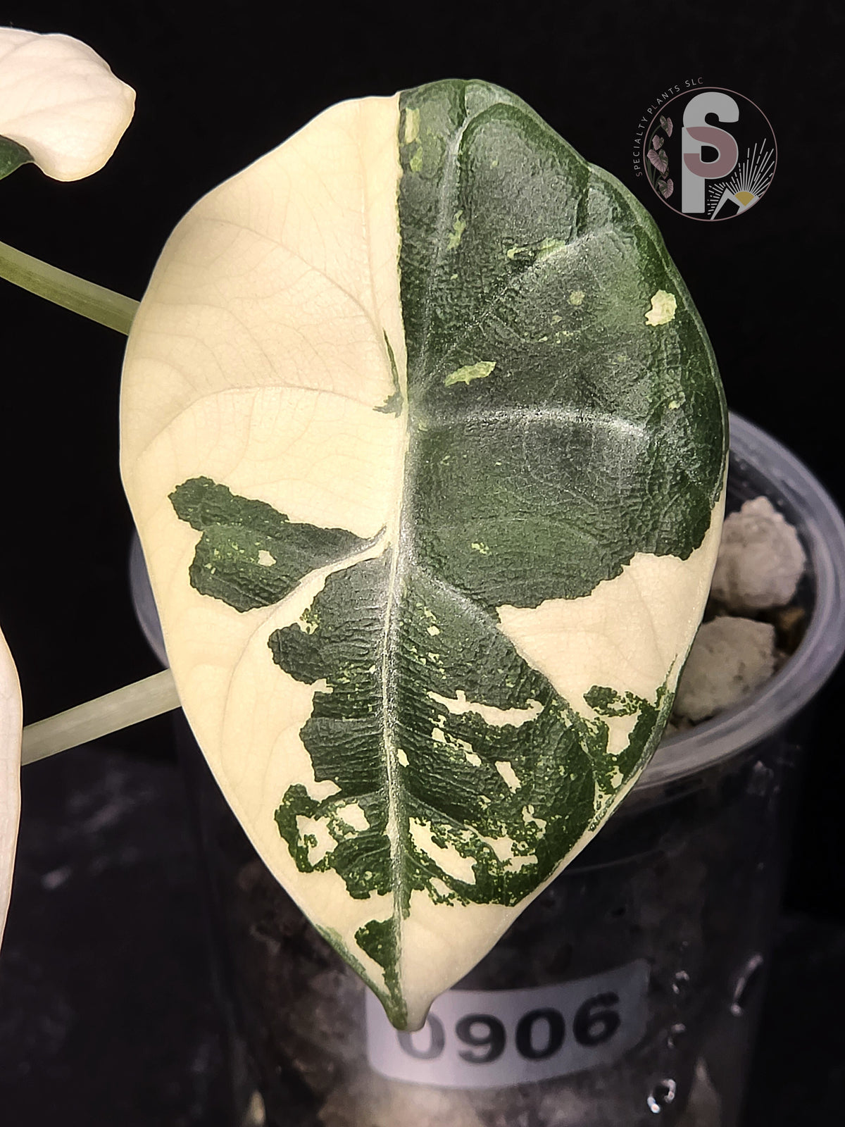 Alocasia maharani albo - 0906