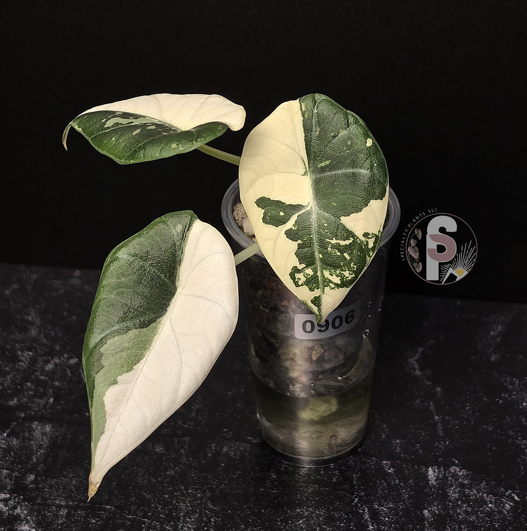Alocasia maharani albo - 0906