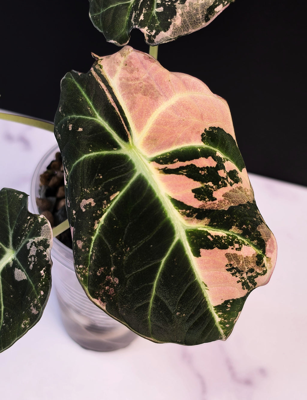 Alocasia pink black velvet - 0912