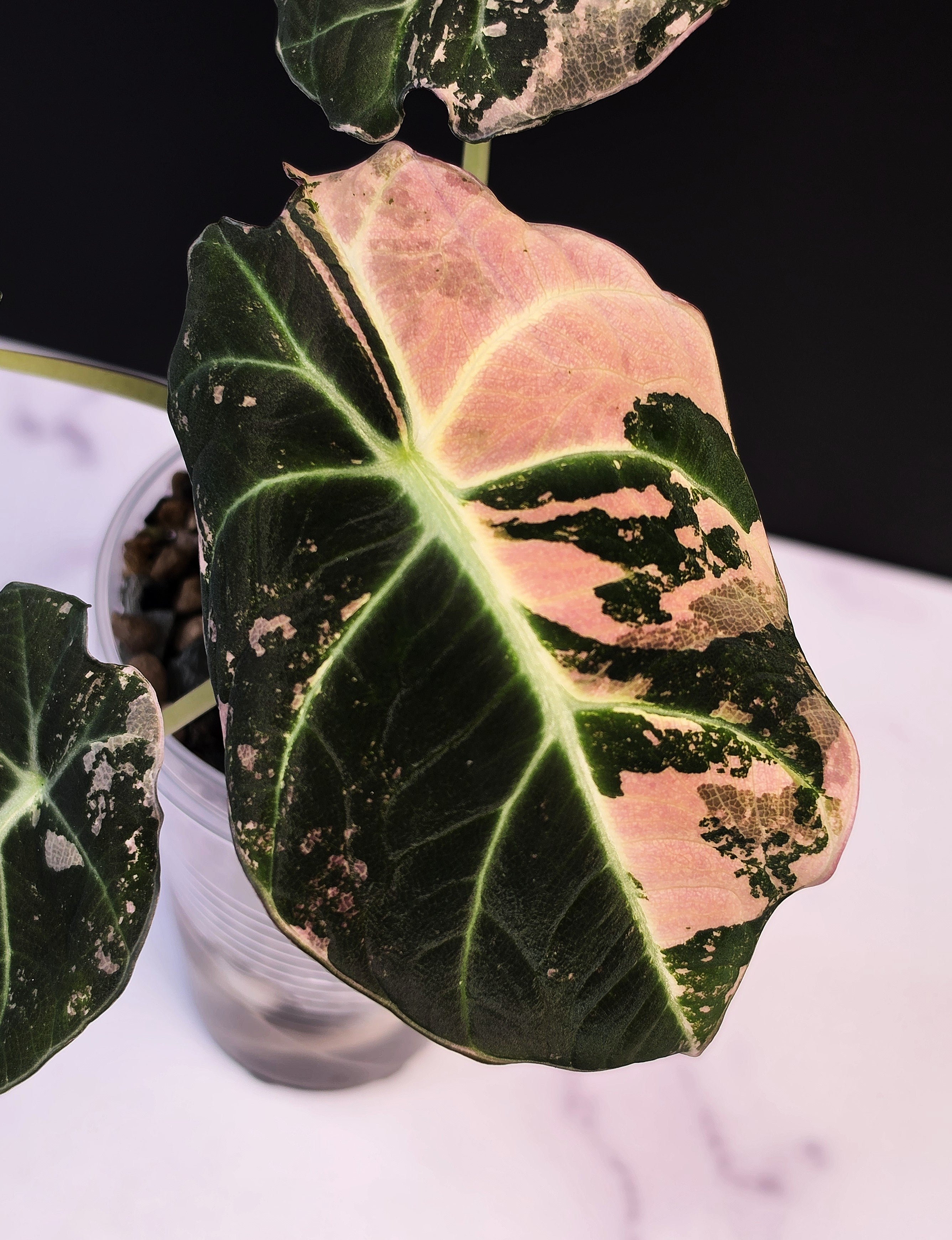 Alocasia pink black velvet - 0912