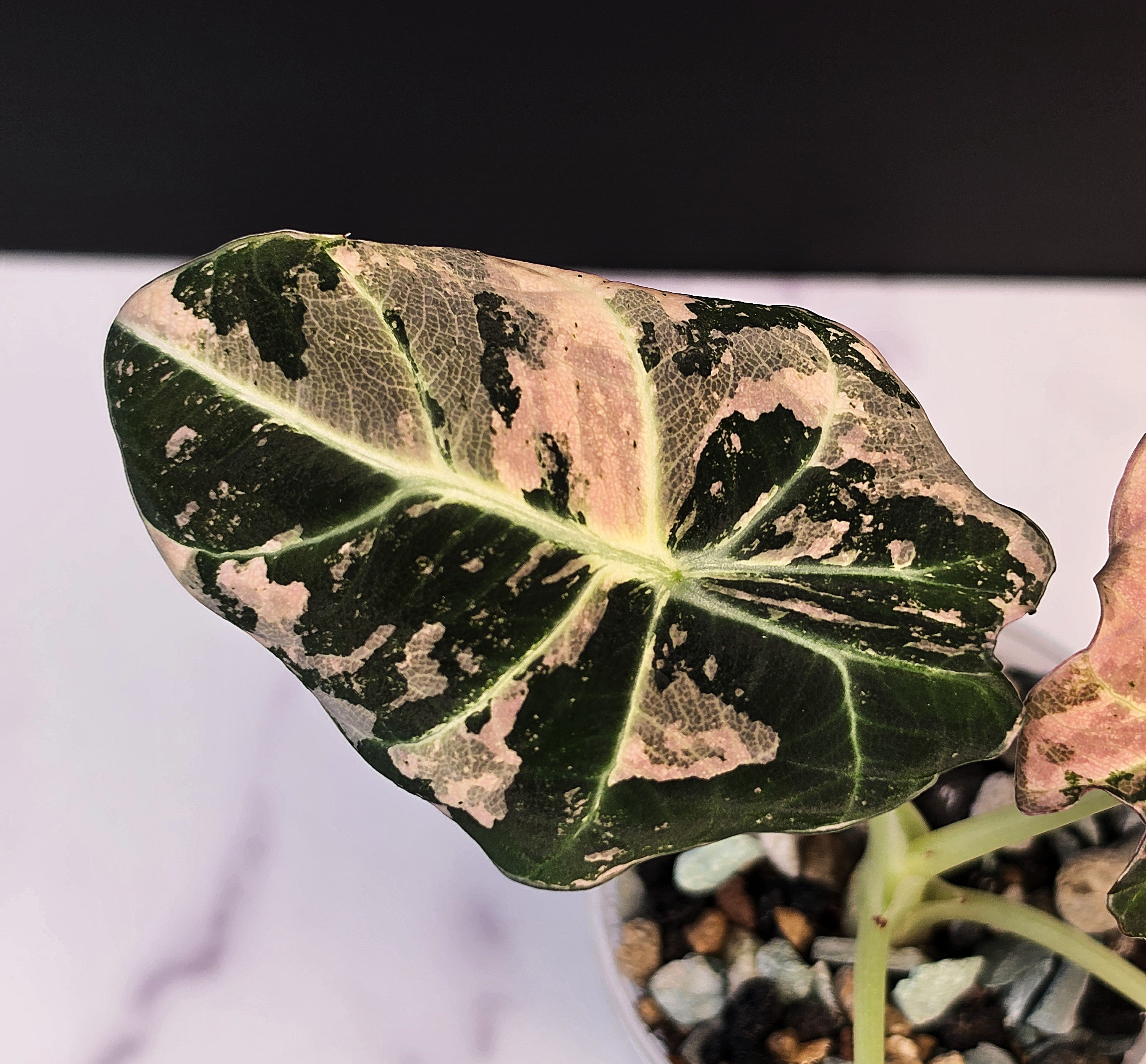 Alocasia pink black velvet - 0912