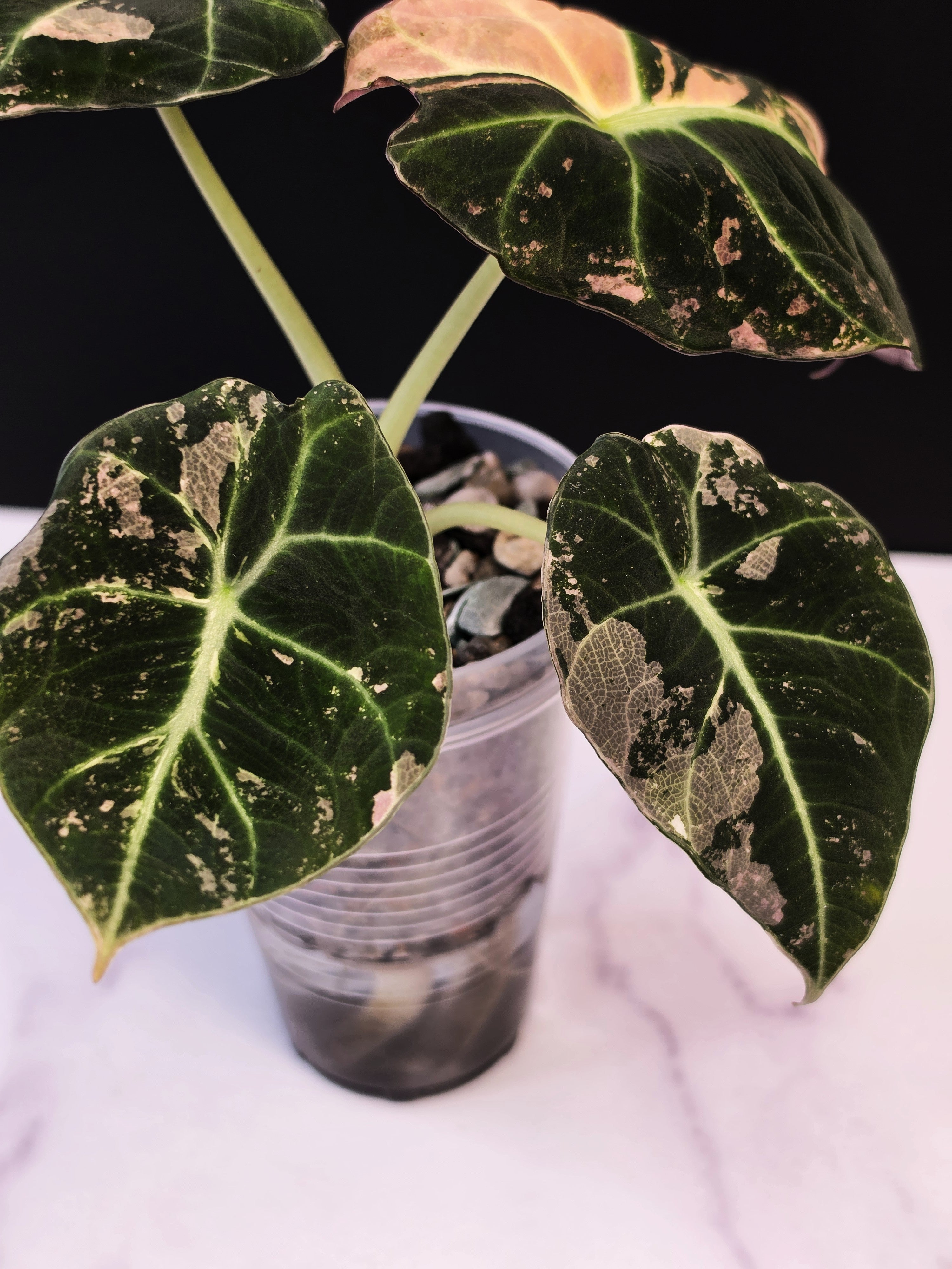 Alocasia pink black velvet - 0912
