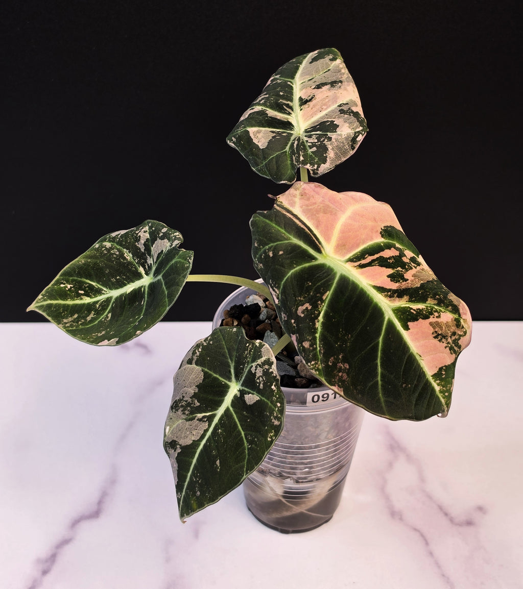 Alocasia pink black velvet - 0912