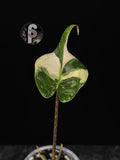 Alocasia stingray albo/pink - 0914