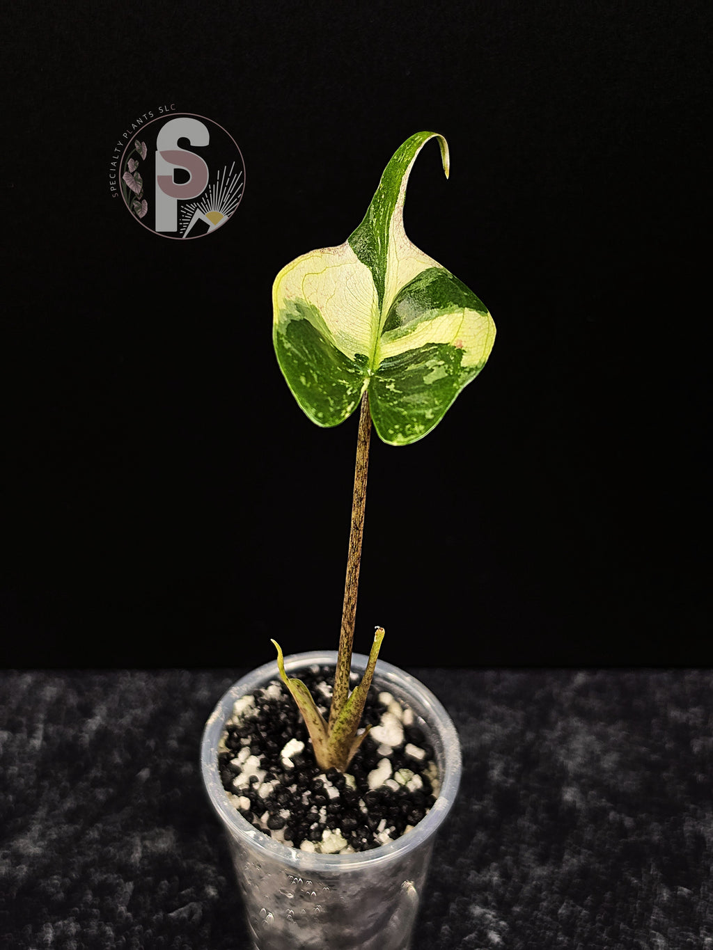 Alocasia stingray albo/pink - 0914