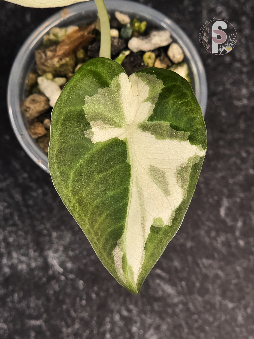 Alocasia regal shields albo/lava - 0916