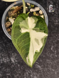 Alocasia regal shields albo/lava - 0916