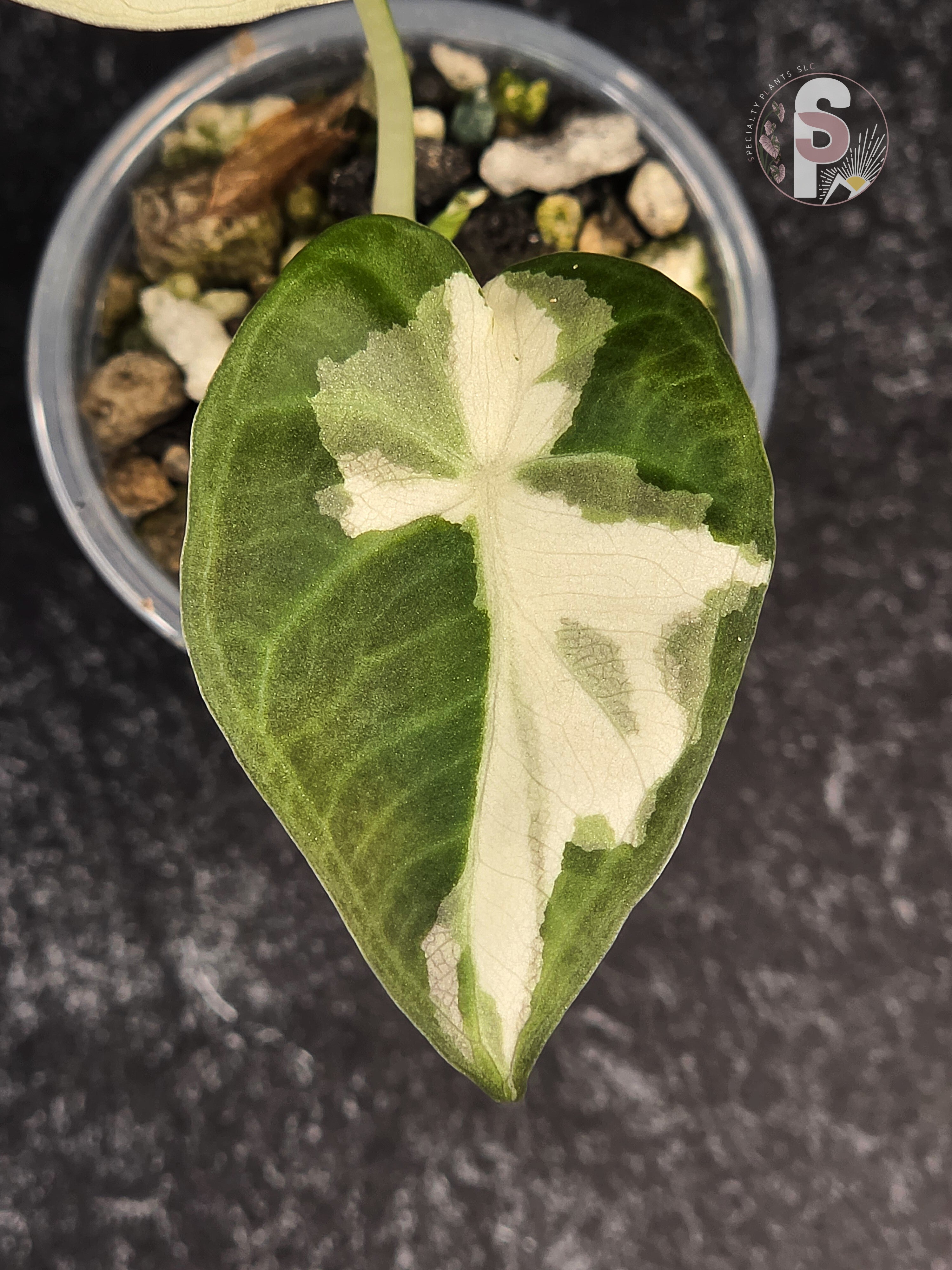 Alocasia regal shields albo/lava - 0916