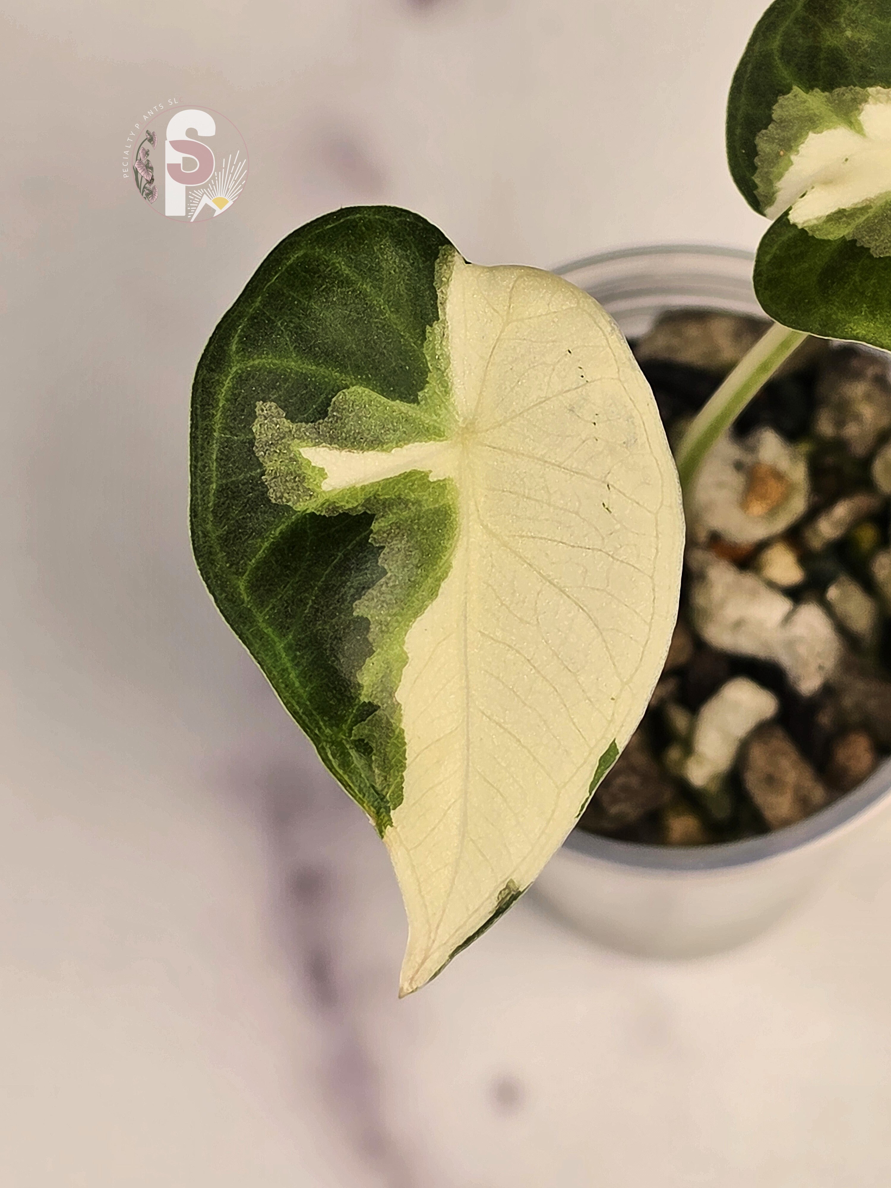 Alocasia regal shields albo/lava - 0916