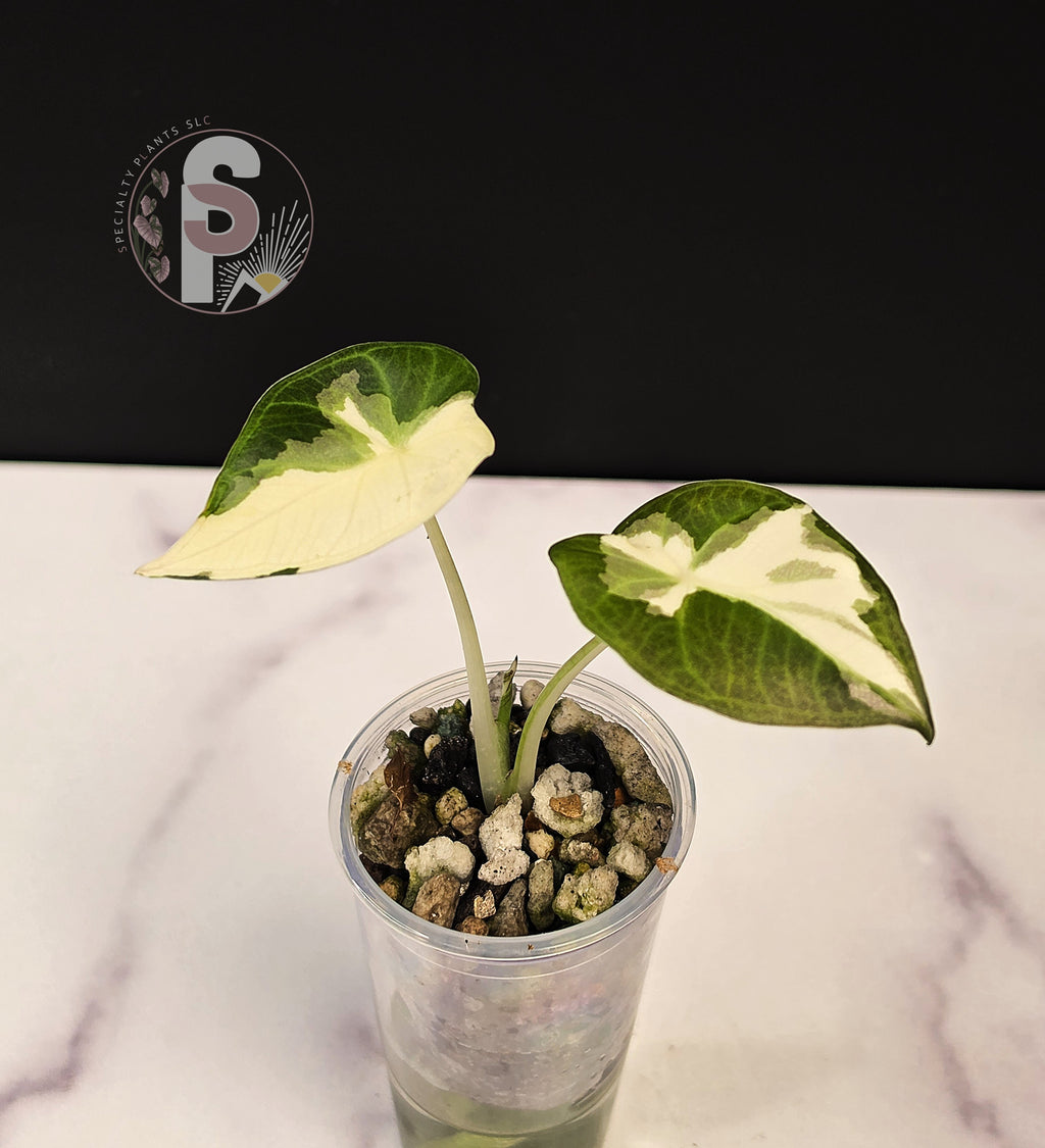 Alocasia regal shields albo/lava - 0916