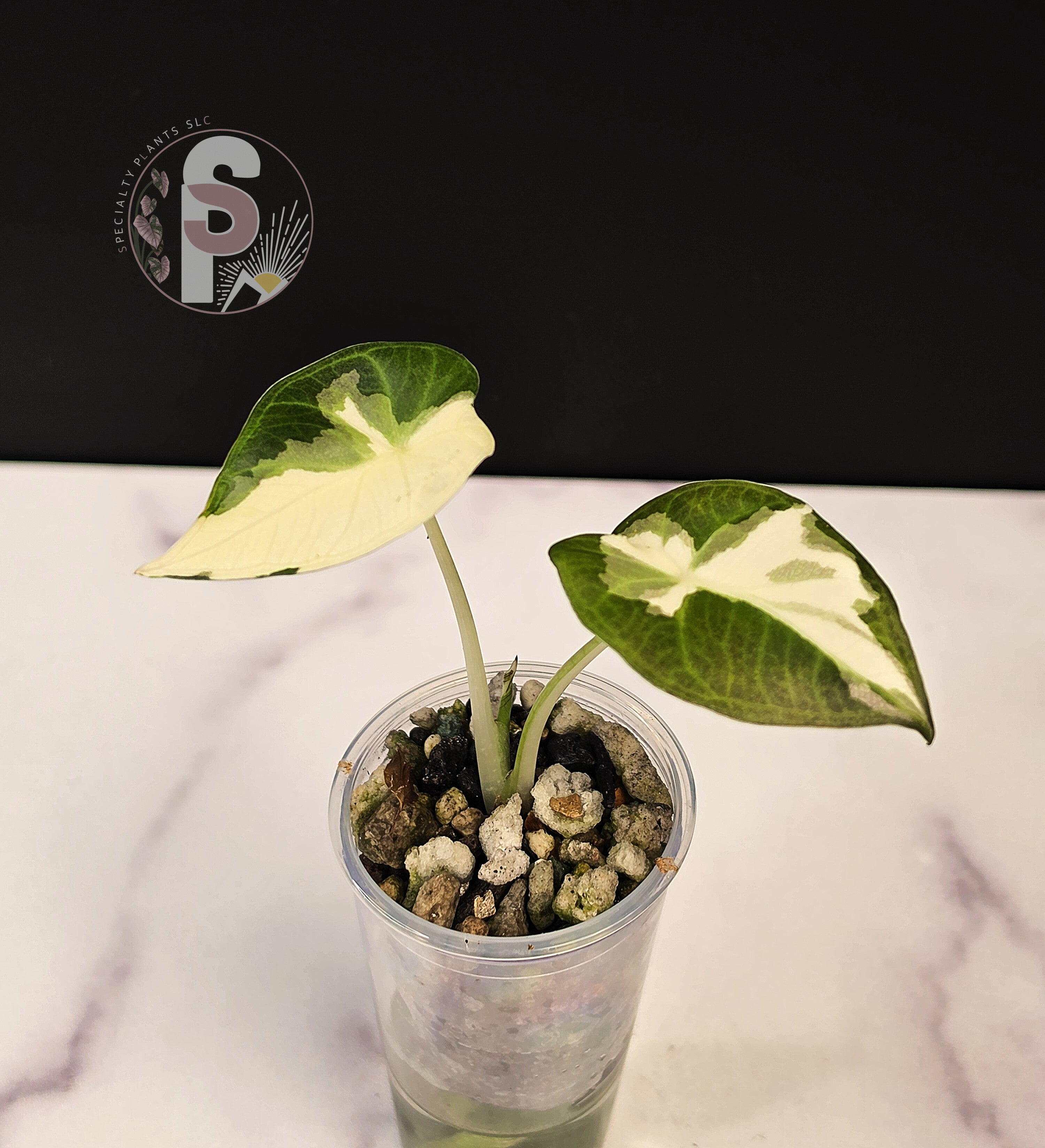 Alocasia regal shields albo/lava - 0916
