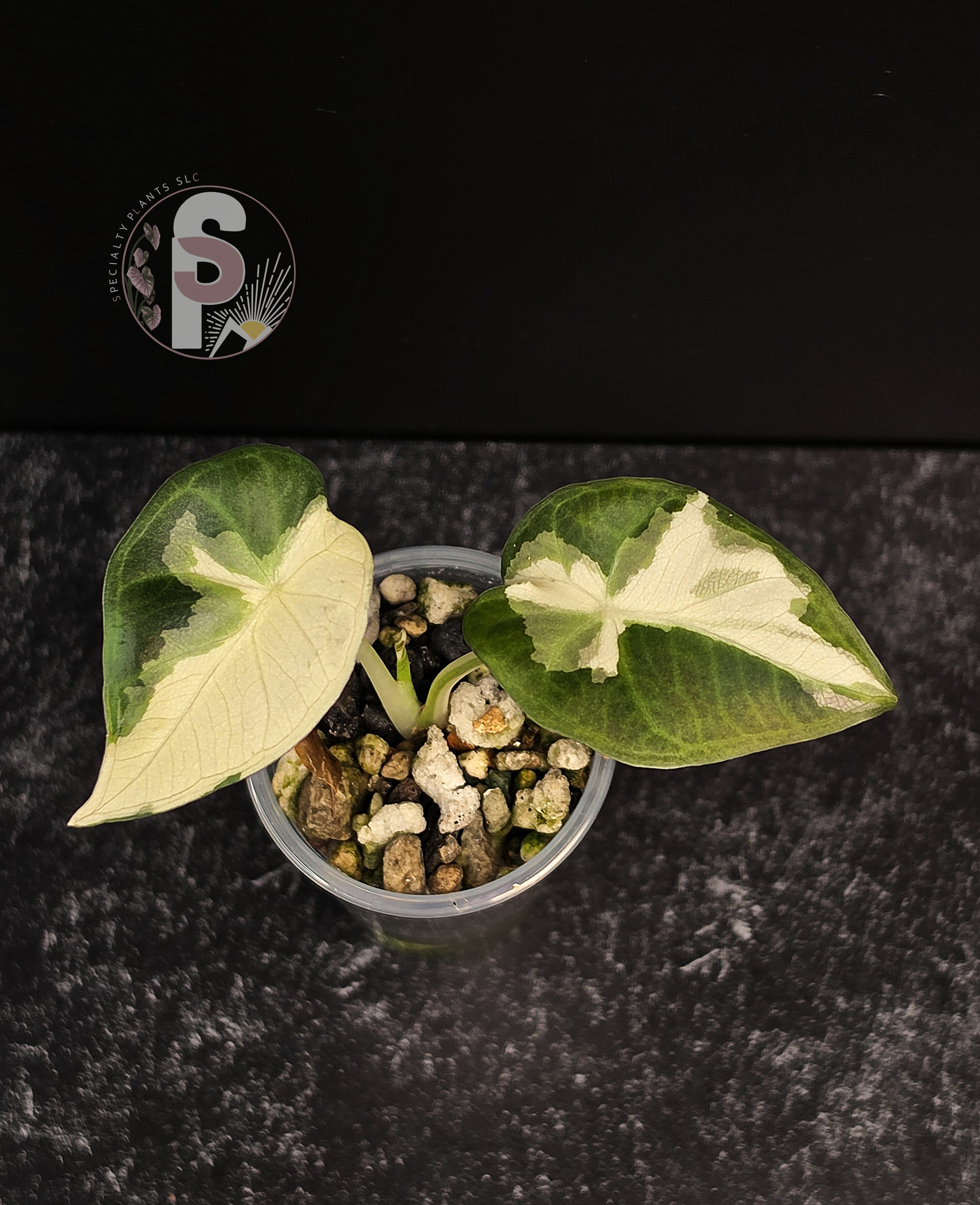 Alocasia regal shields albo/lava - 0916