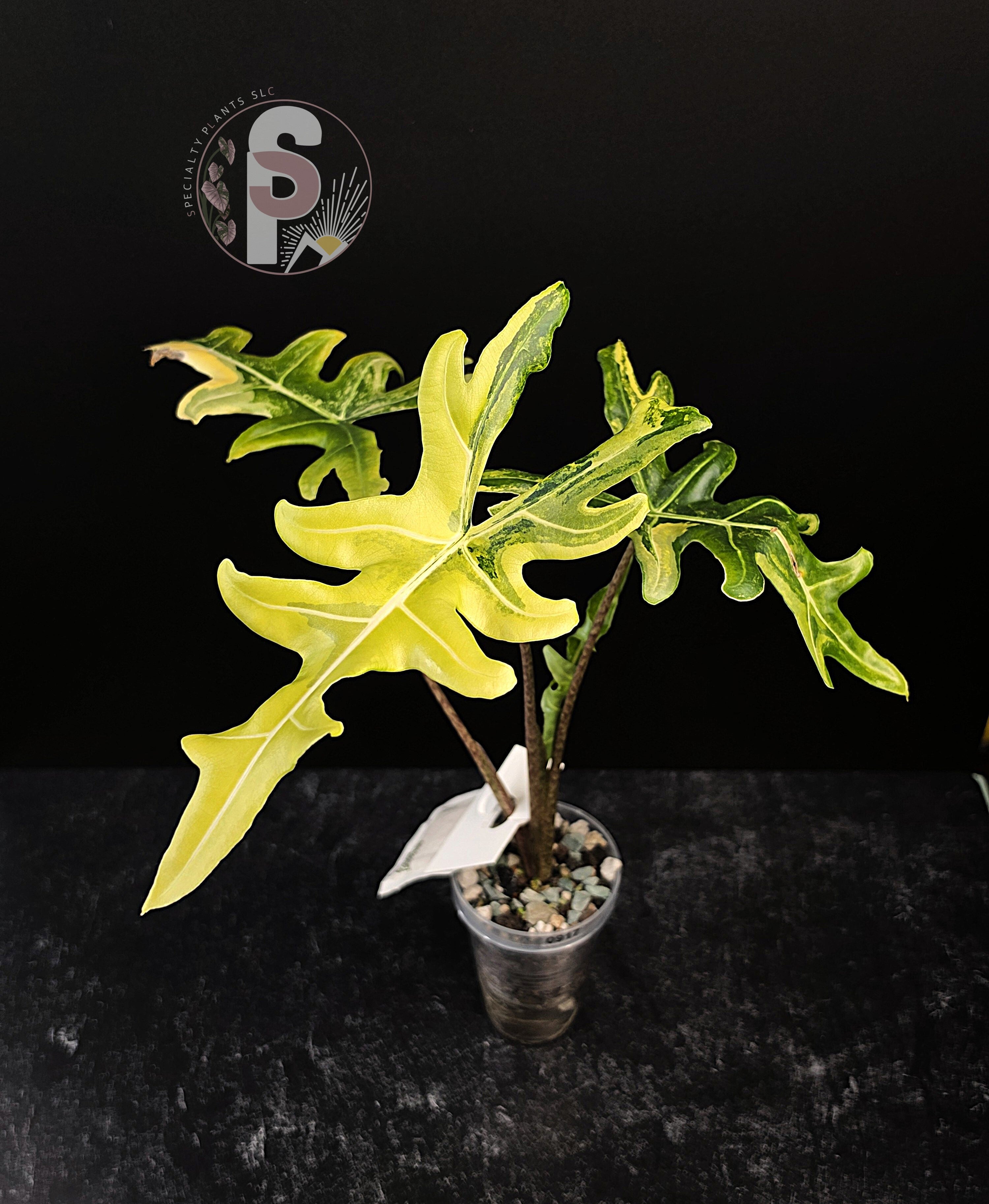 Alocasia portei aurea - 0917