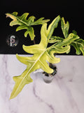 Alocasia portei aurea - 0917
