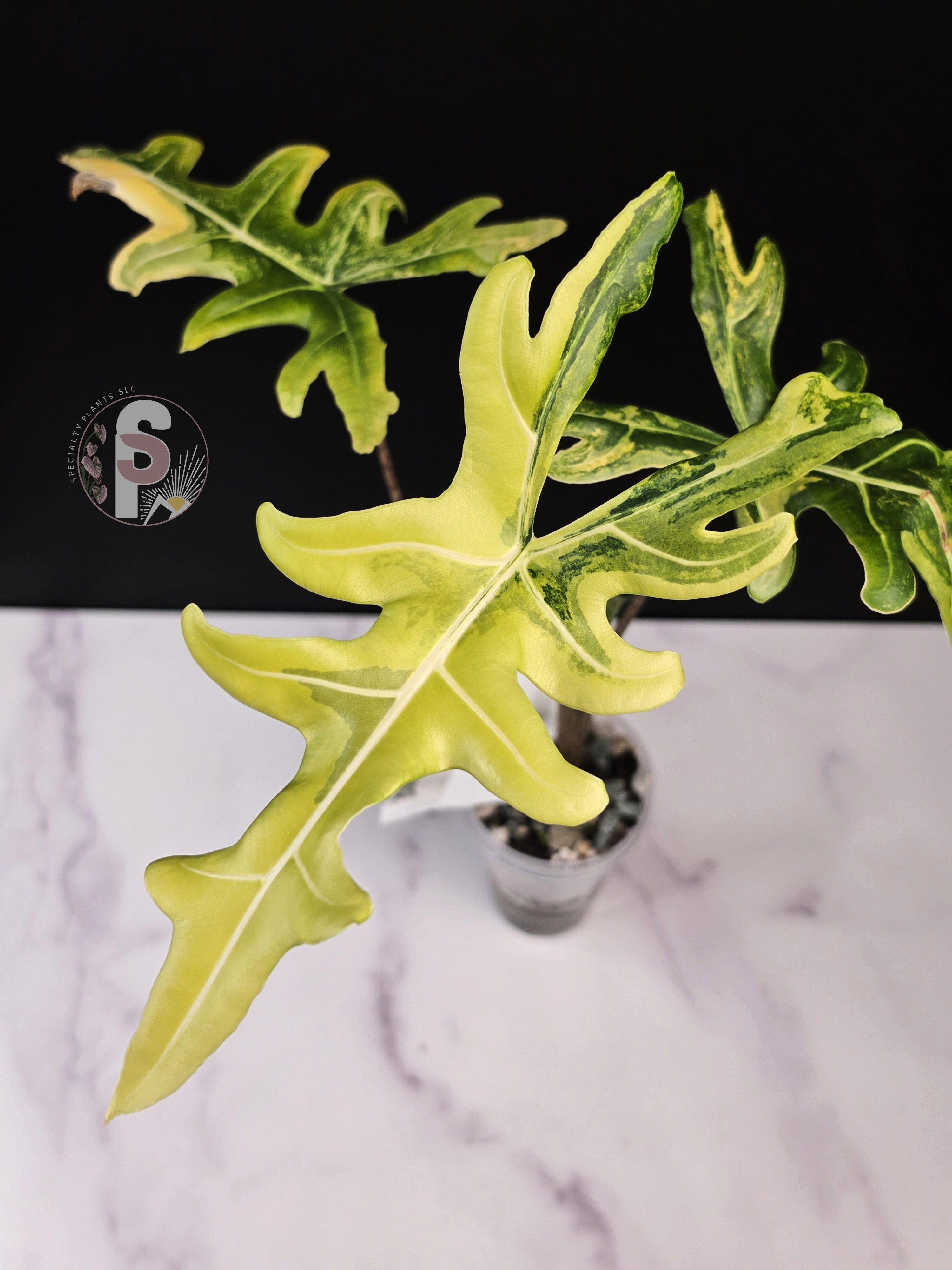 Alocasia portei aurea - 0917