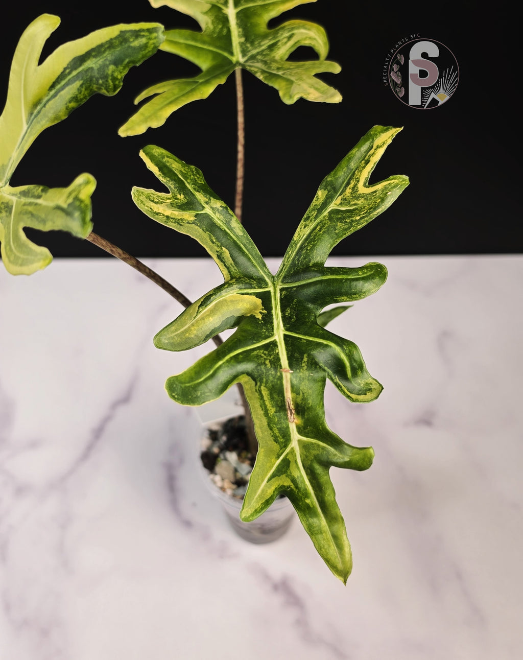 Alocasia portei aurea - 0917
