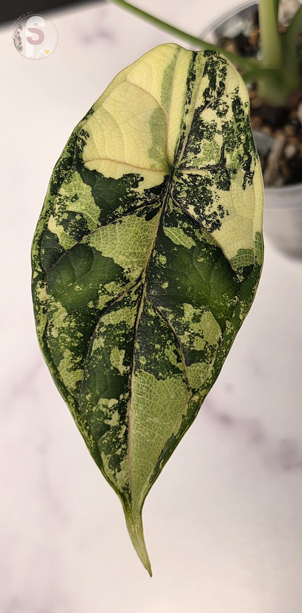 Alocasia dragon scale albo - 0920