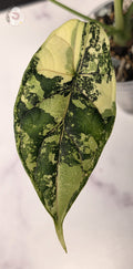 Alocasia dragon scale albo - 0920
