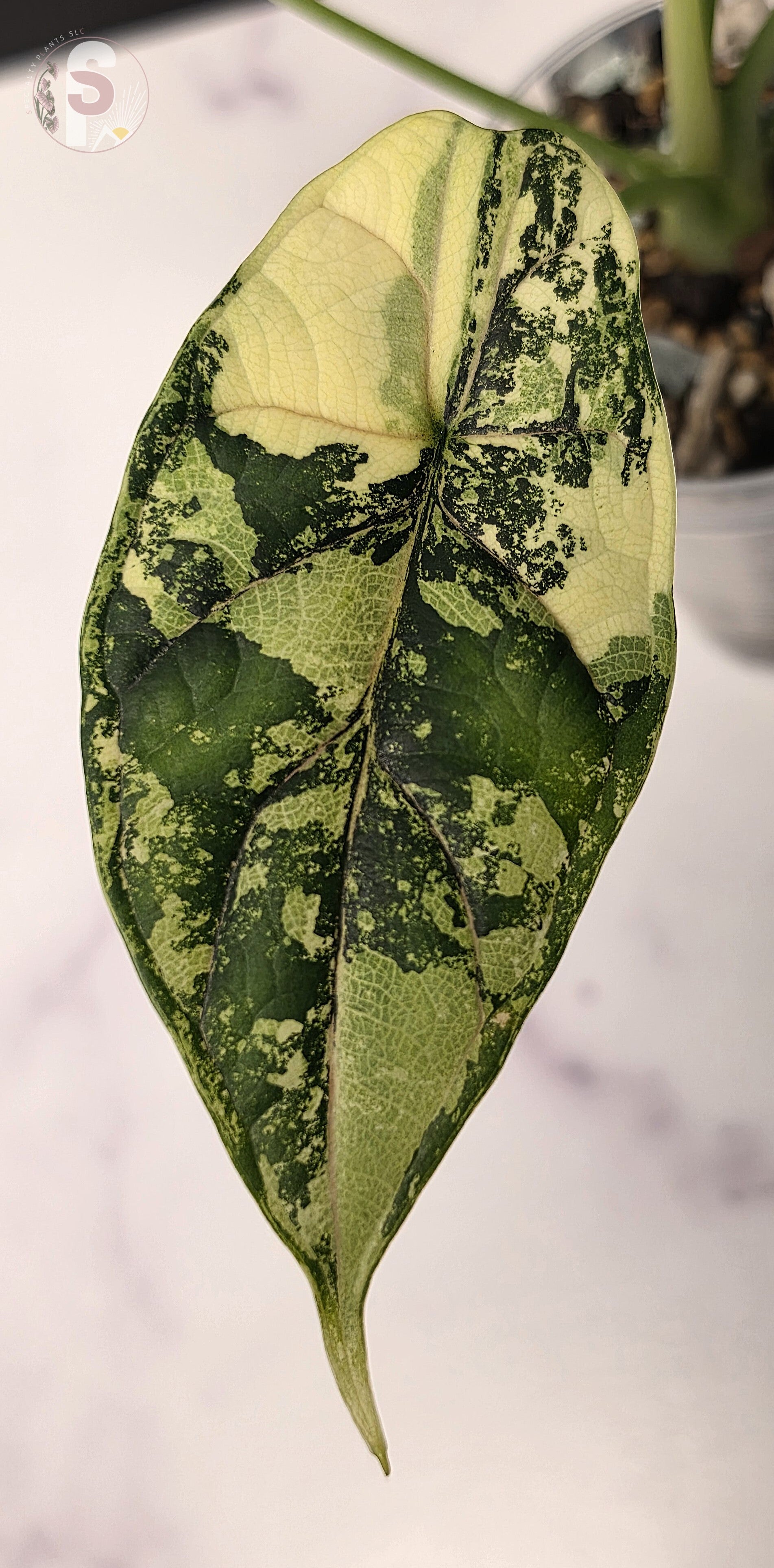 Alocasia dragon scale albo - 0920