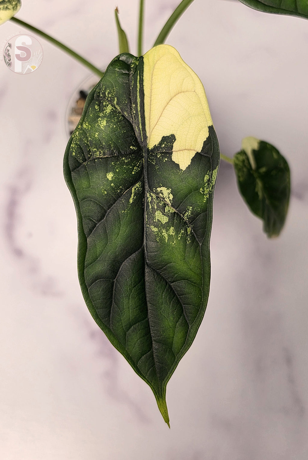 Alocasia dragon scale albo - 0920