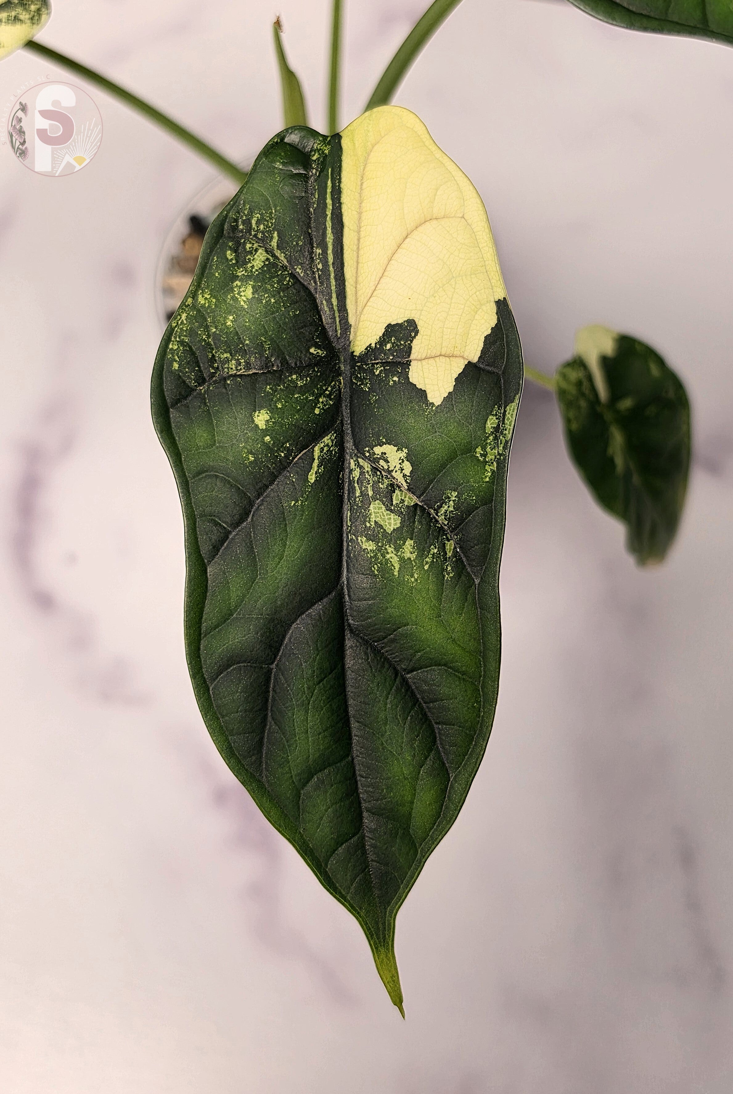 Alocasia dragon scale albo - 0920
