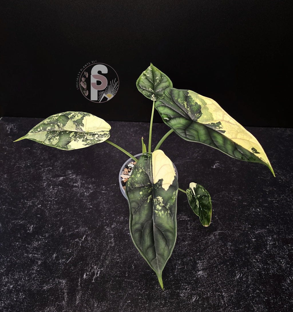 Alocasia dragon scale albo - 0920