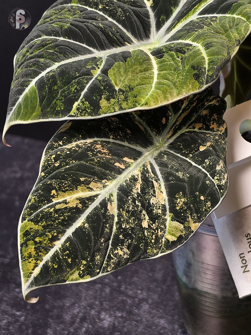 Alocasia black velvet gold - 0923
