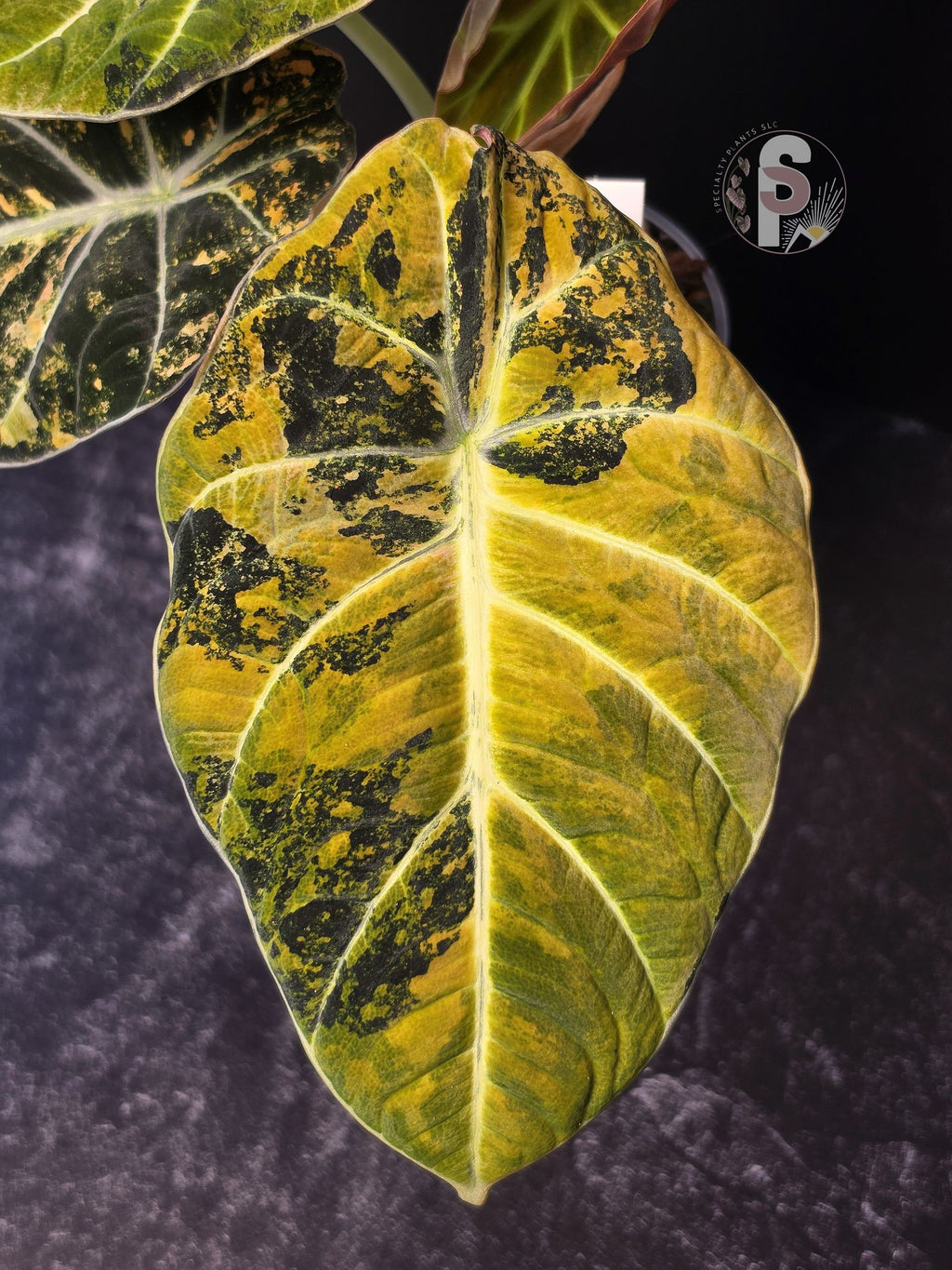 Alocasia black velvet gold - 0923