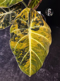 Alocasia black velvet gold - 0923