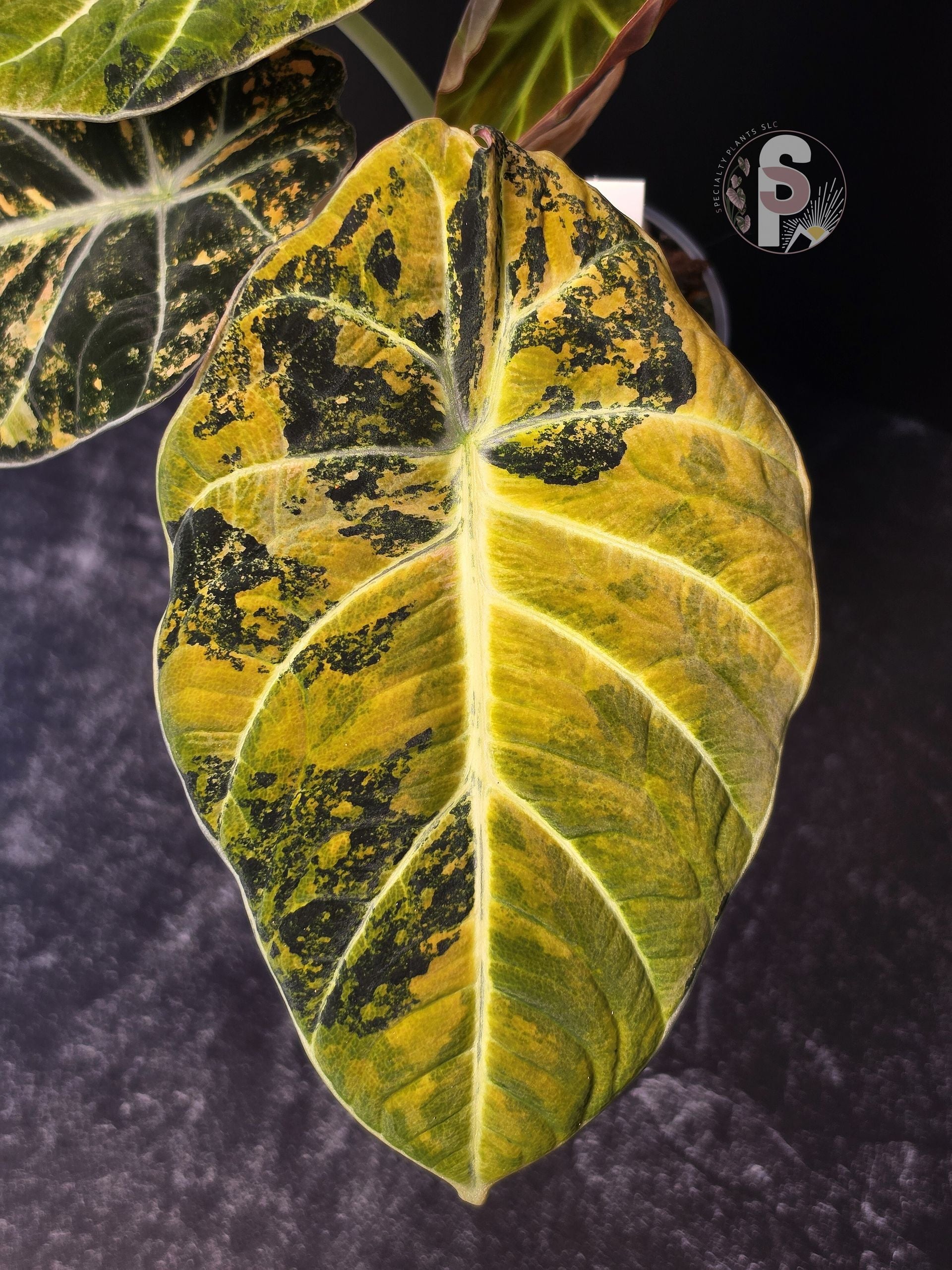 Alocasia black velvet gold - 0923