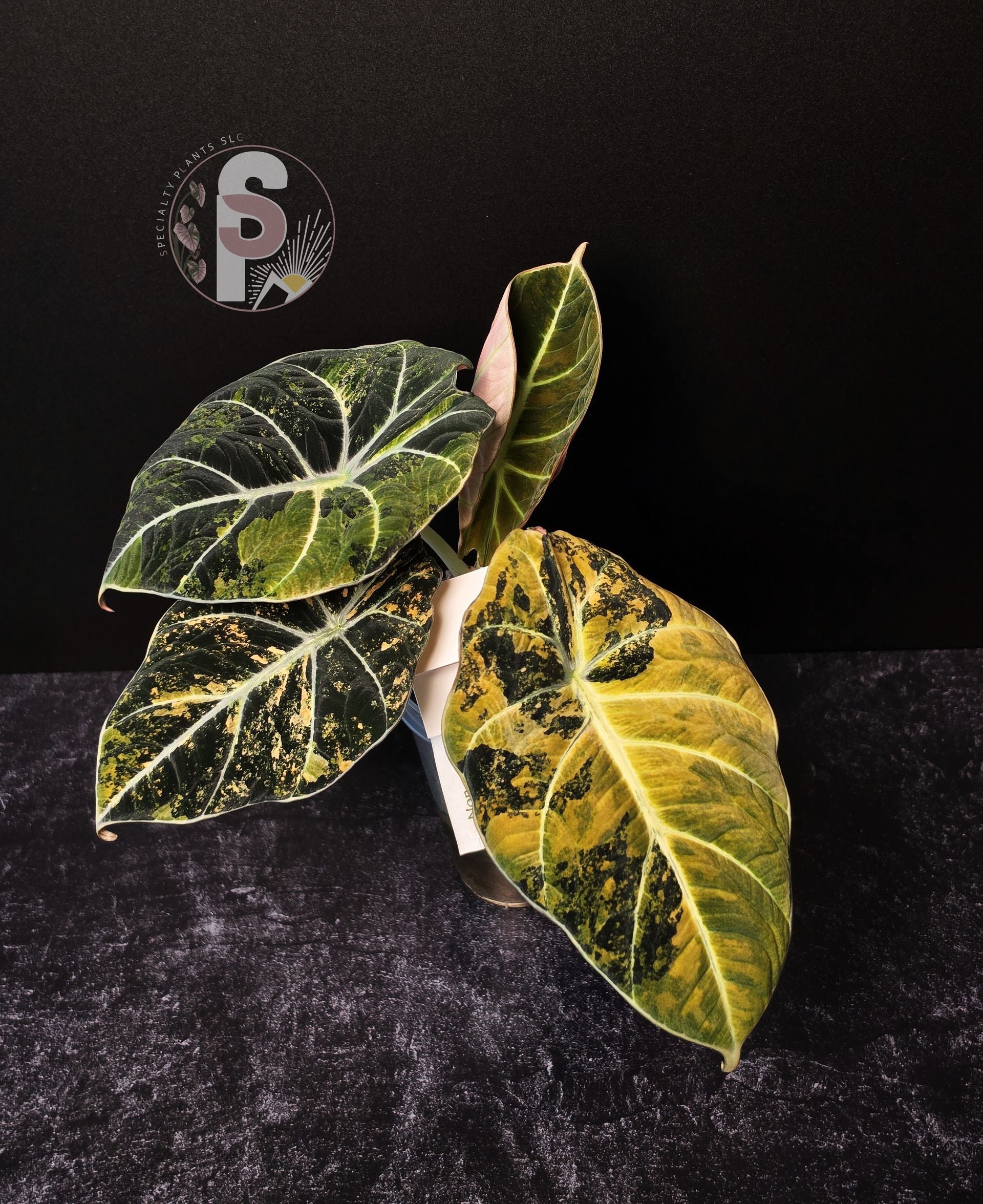 Alocasia black velvet gold - 0923