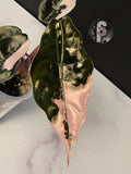 Alocasia chantrieri pink - 0924